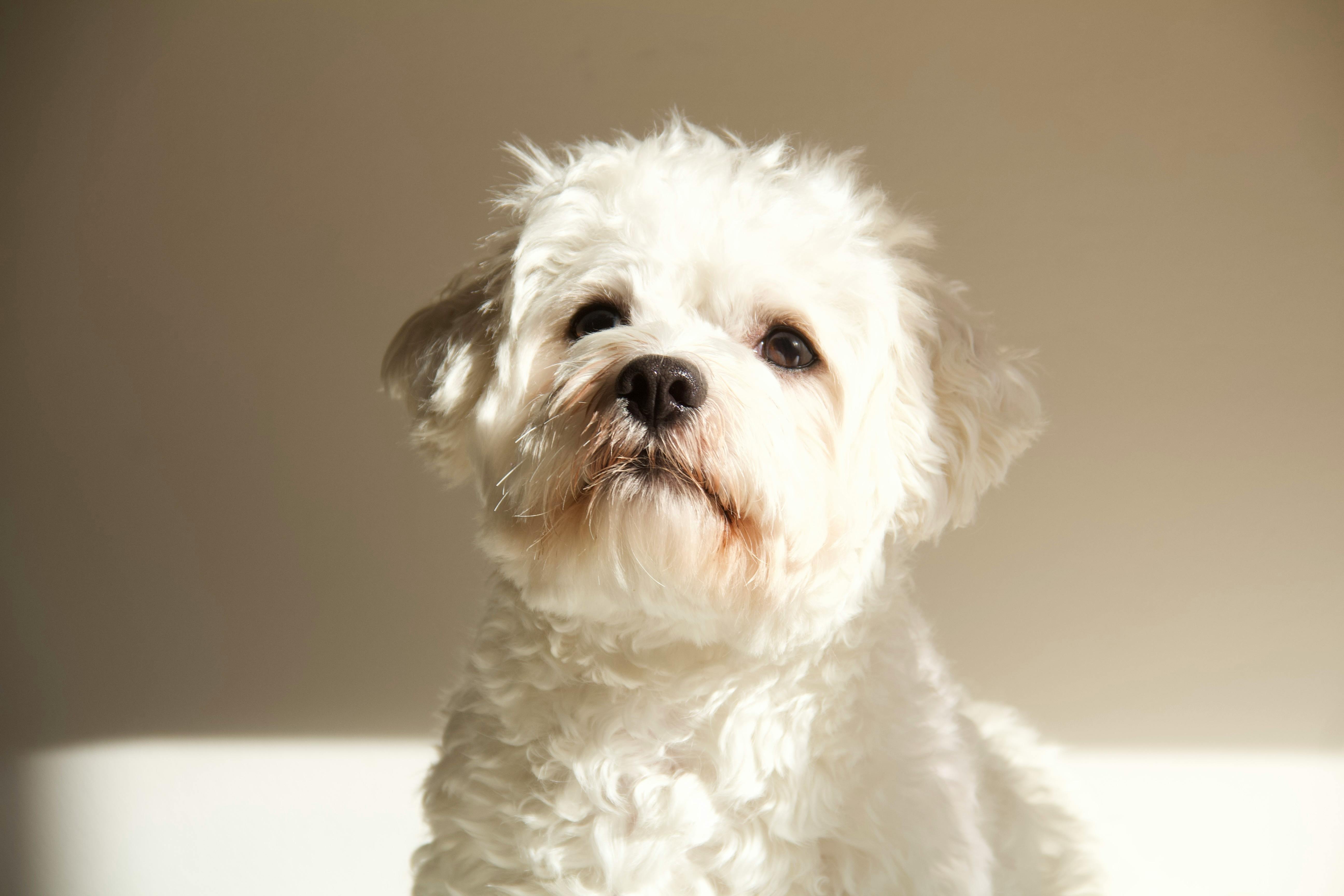 pet technology pet refine technology — Photo by SLZ on Pexels