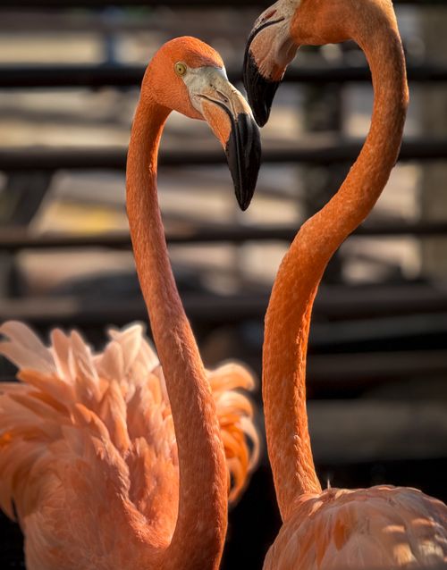 Free Dynamic close-up of two striking flamingos creating a heart shape with their necks. Stock Photo