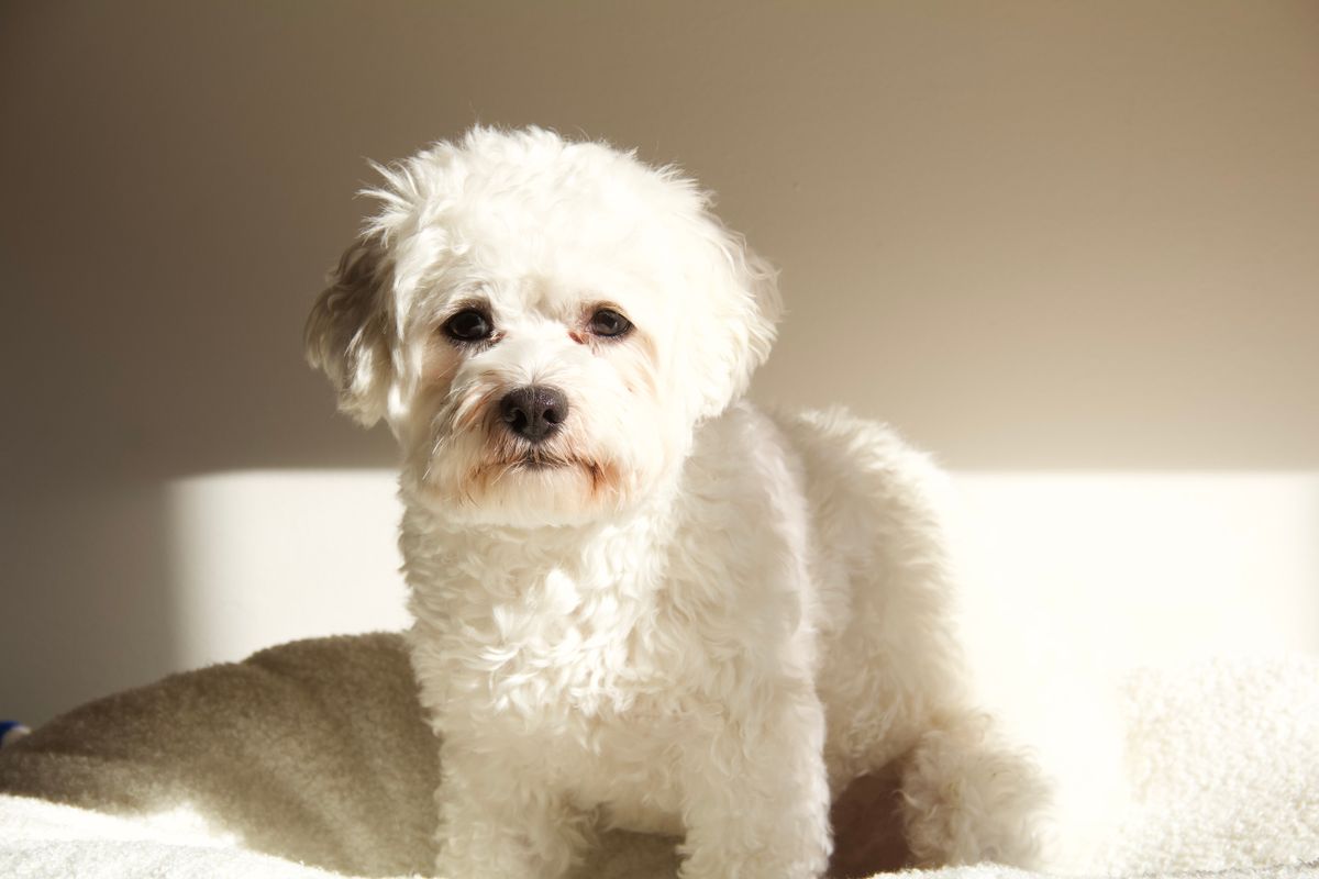A small dog rests in a bright room while the owner checks supplies for a workday diaper plan.