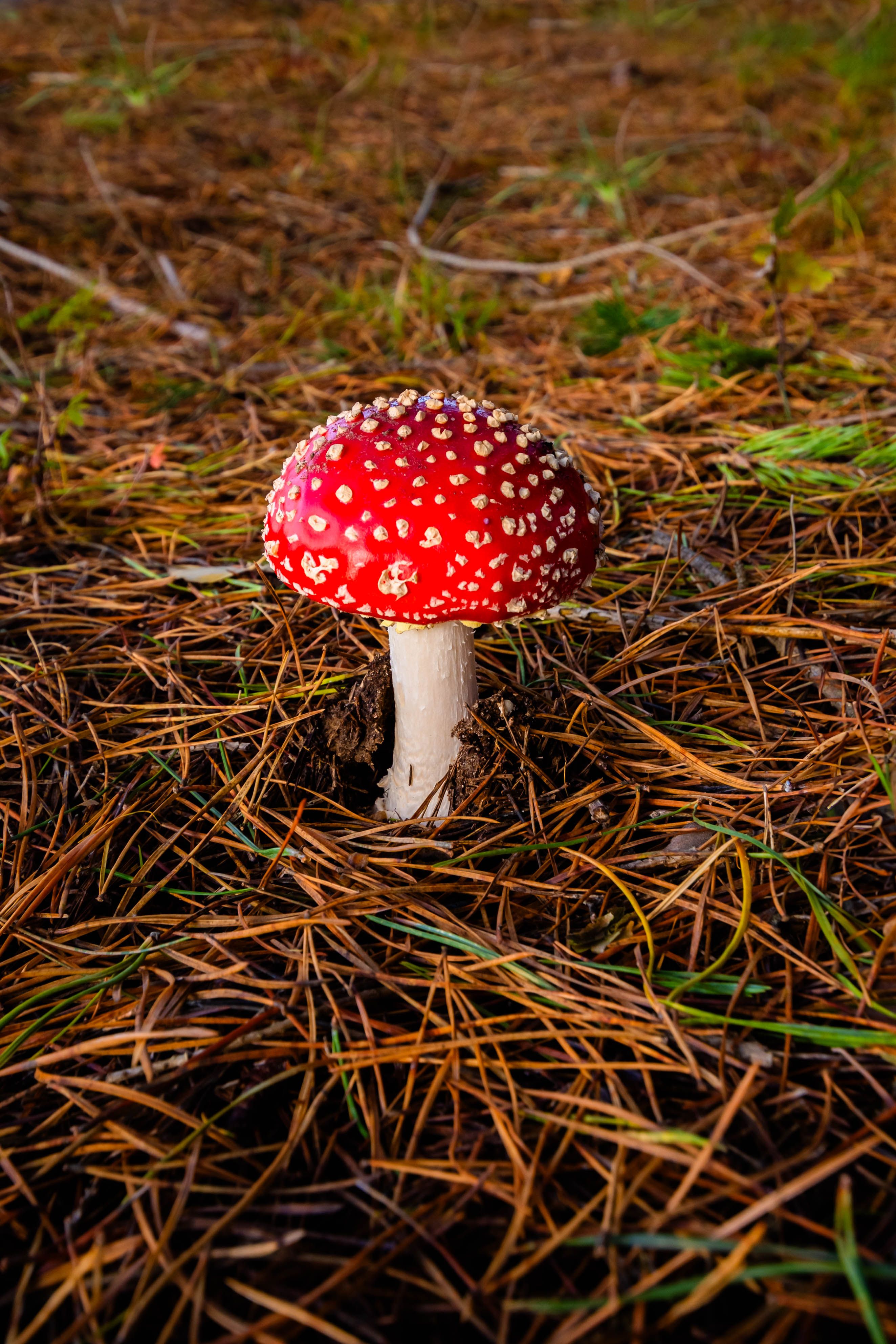 Hongo Amanita Muscaria Roja En Un Entorno Forestal · Foto de stock gratuita