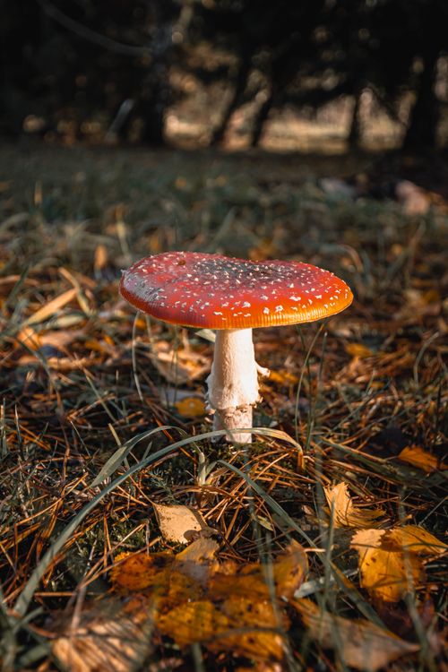 Free Red and white Amanita muscaria mushroom surrounded by autumn leaves in a forest setting. Stock Photo