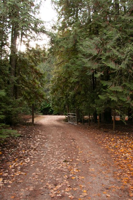 A tranquil dirt path lined with autumn leaves and towering fir trees in a British Columbia forest.