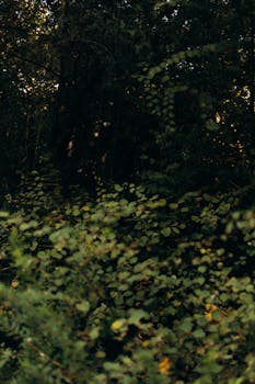 Dense forest foliage with rich green tones capturing a serene wilderness setting.