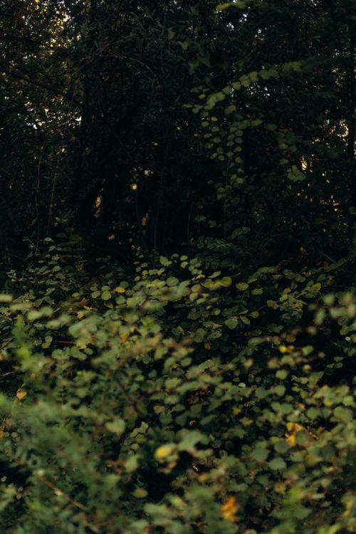 Free Dense forest foliage with rich green tones capturing a serene wilderness setting. Stock Photo