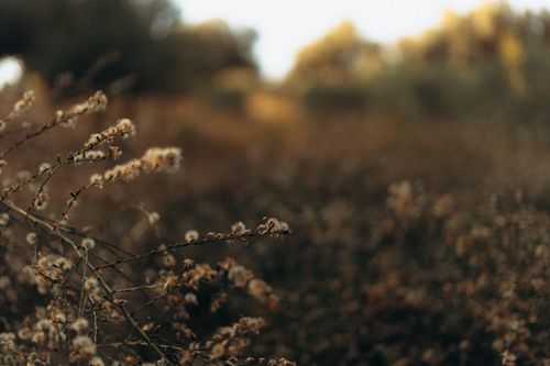 Free Close-up of wildflowers in autumn with warm, soft lighting and bokeh background. Stock Photo