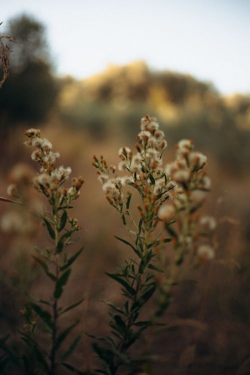 Free Delicate wildflowers bathed in golden sunset hues, evoking tranquility and natural beauty. Stock Photo