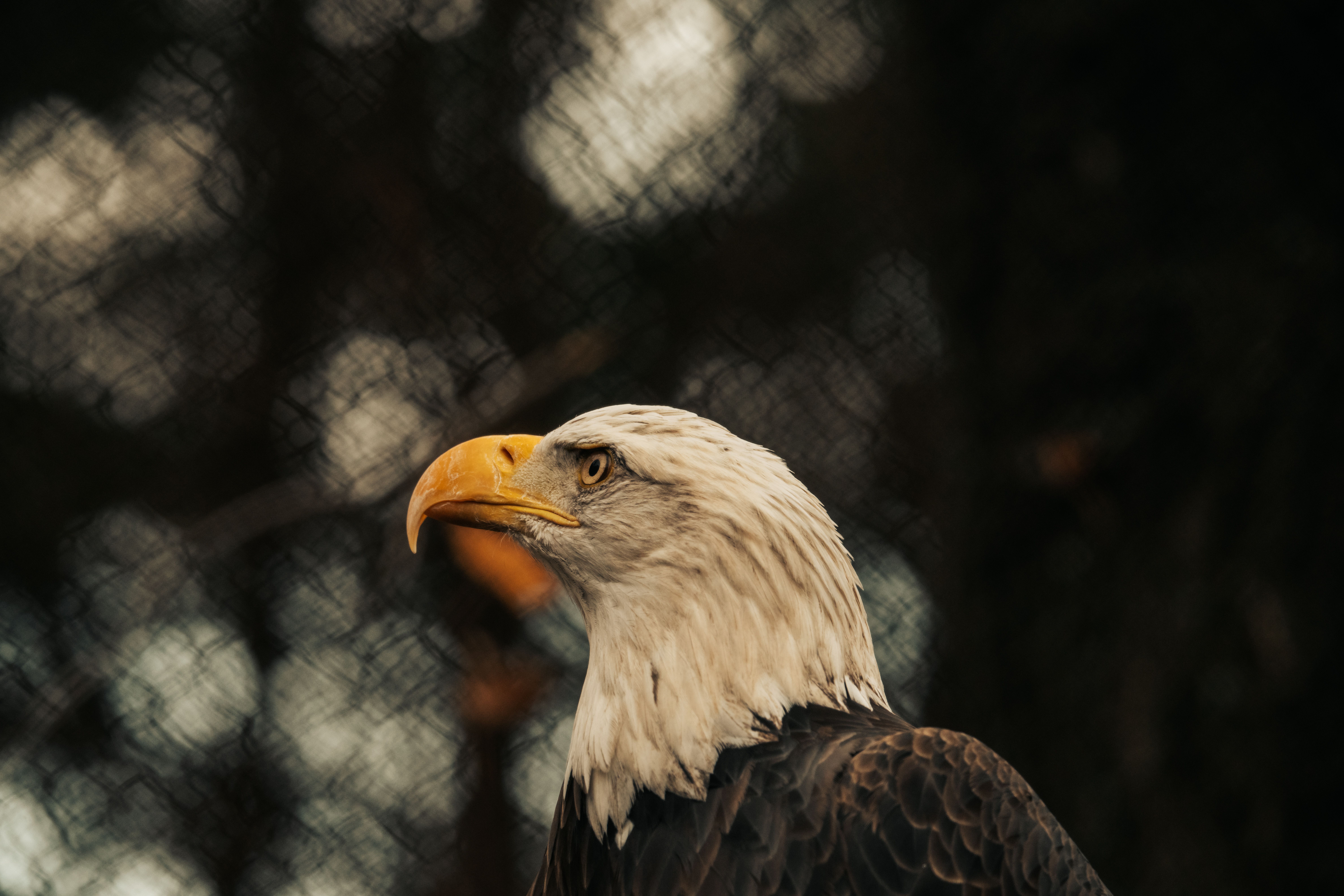 Desktop Backgrounds Eagle Forest Photos, Download The BEST Free Desktop ...