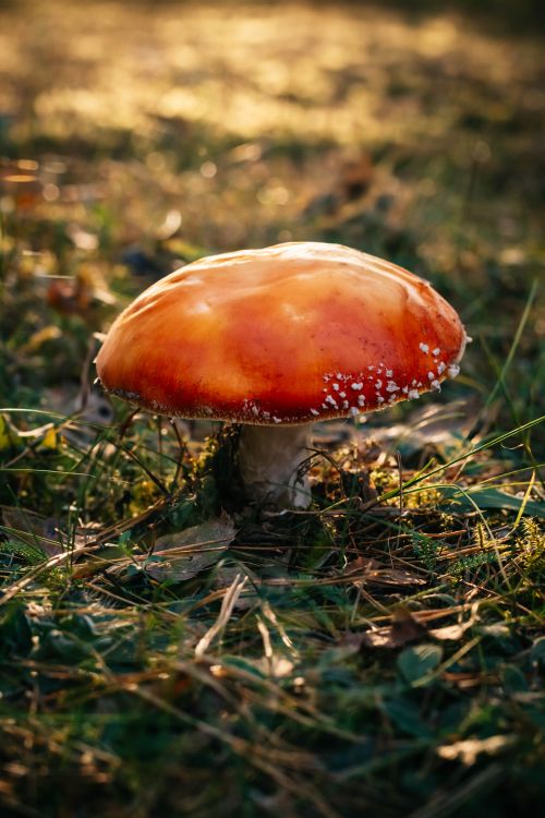 Free Close-up of a red fly agaric mushroom on the forest floor in autumn light. Stock Photo