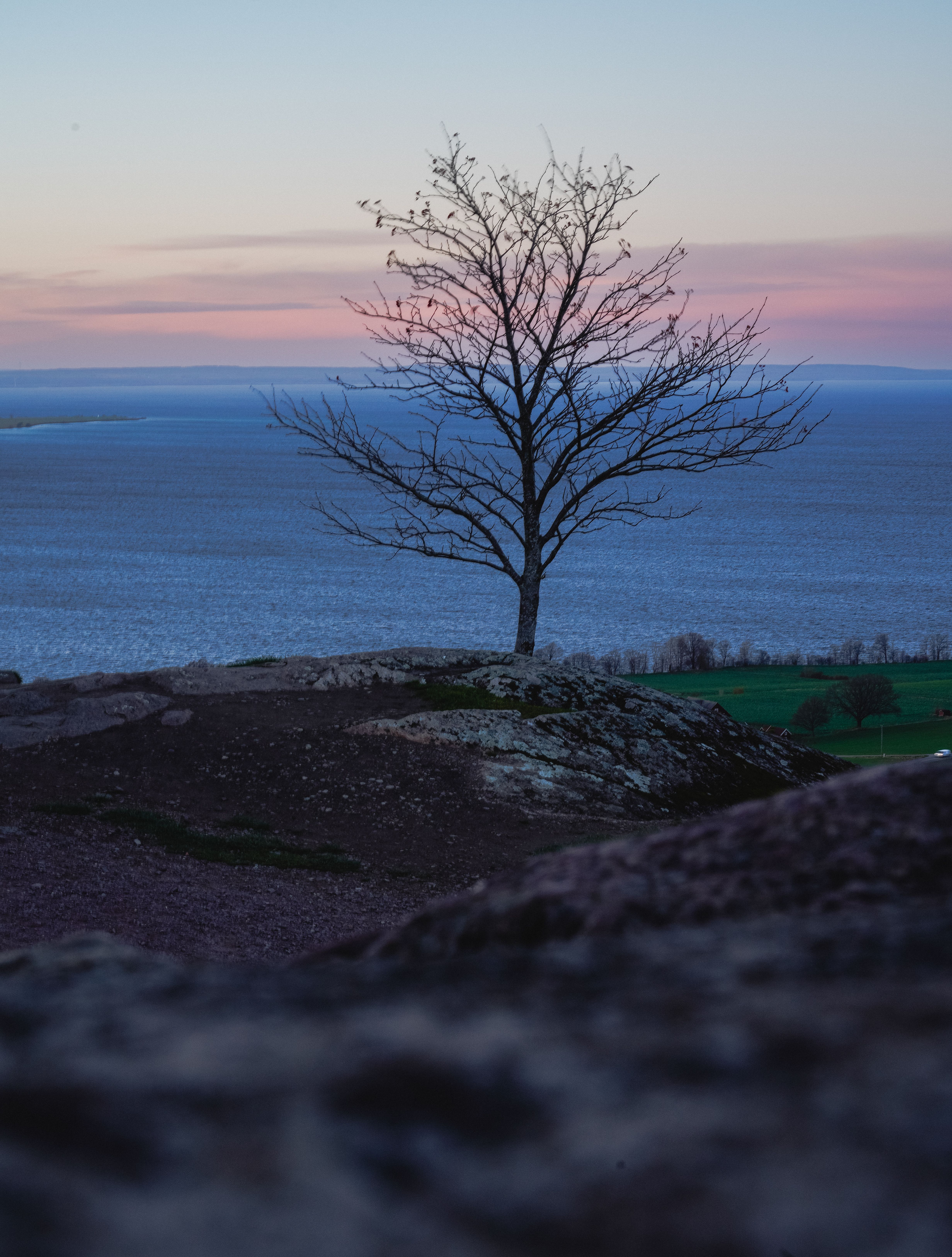 Lonely Tree by Lake Vättern at Sunset · Free Stock Photo