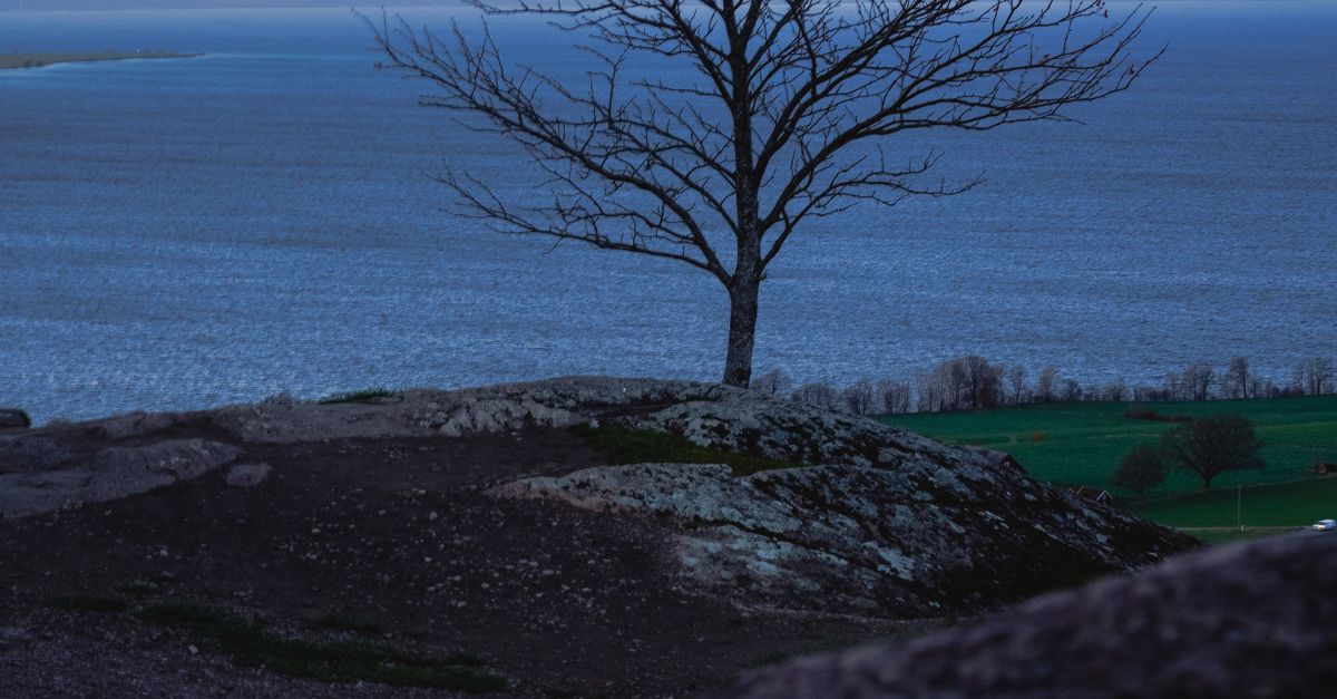 Lonely Tree by Lake Vättern at Sunset · Free Stock Photo