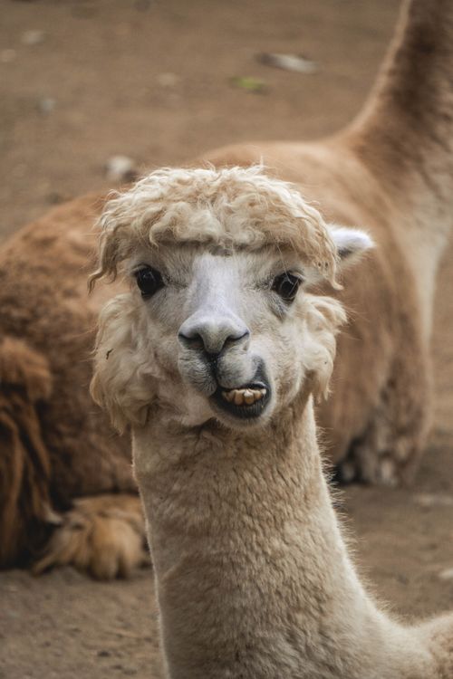 Free An endearing close-up of a llama enjoying a snack, showcasing its unique expression. Stock Photo