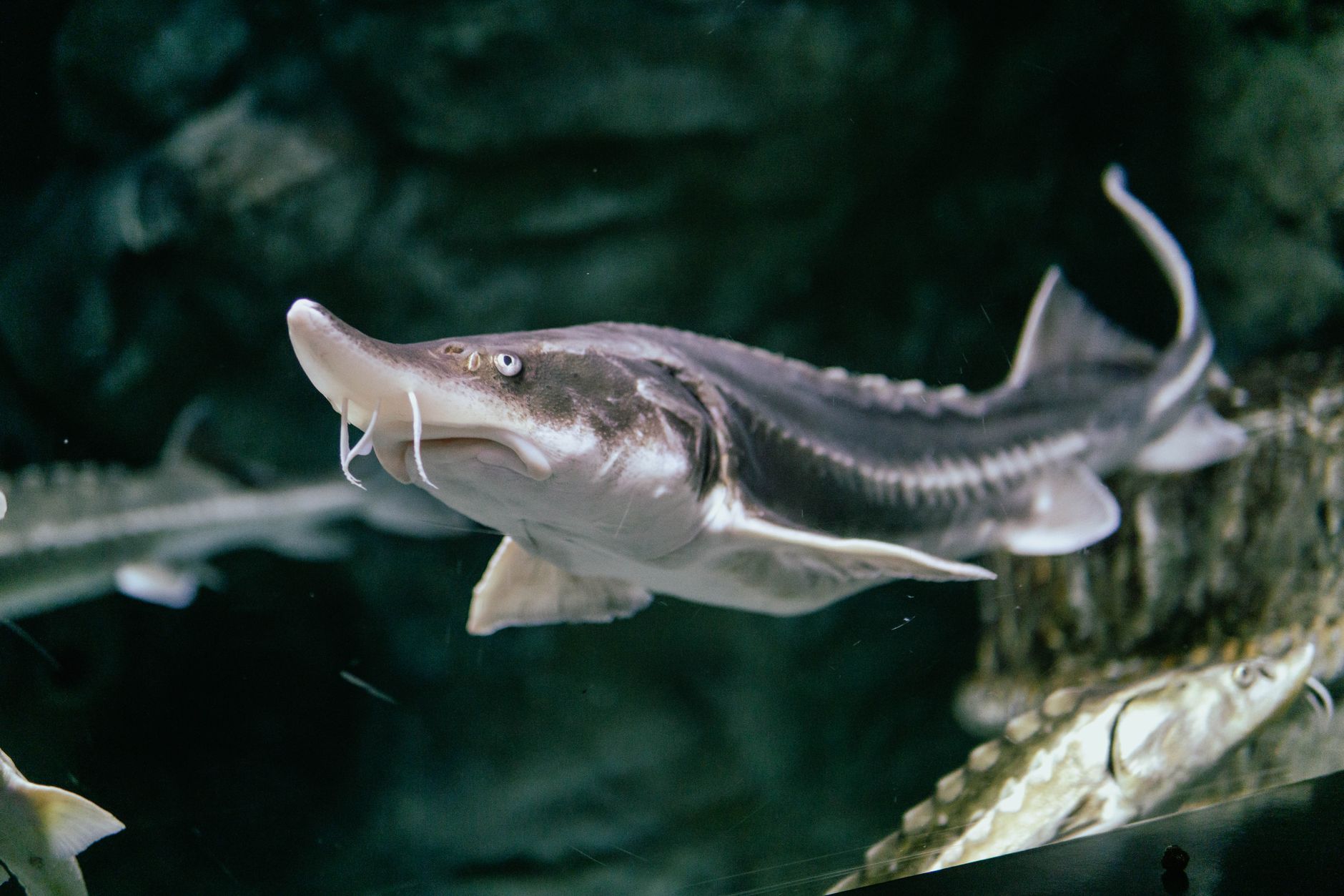 Caliver Fish How is caviar made without killing the fish? - The Institute for ...
