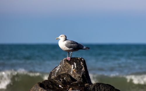 Free A seagull stands on a rock overlooking the ocean on a sunny day. Stock Photo