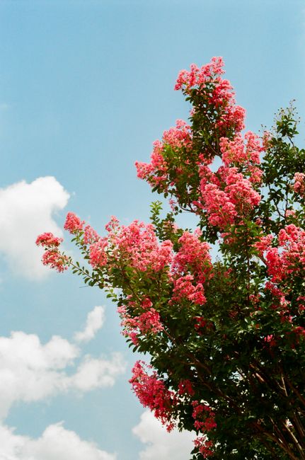 Vibrant crepe myrtle blossoms against a clear blue sky in Chattanooga, Tennessee.