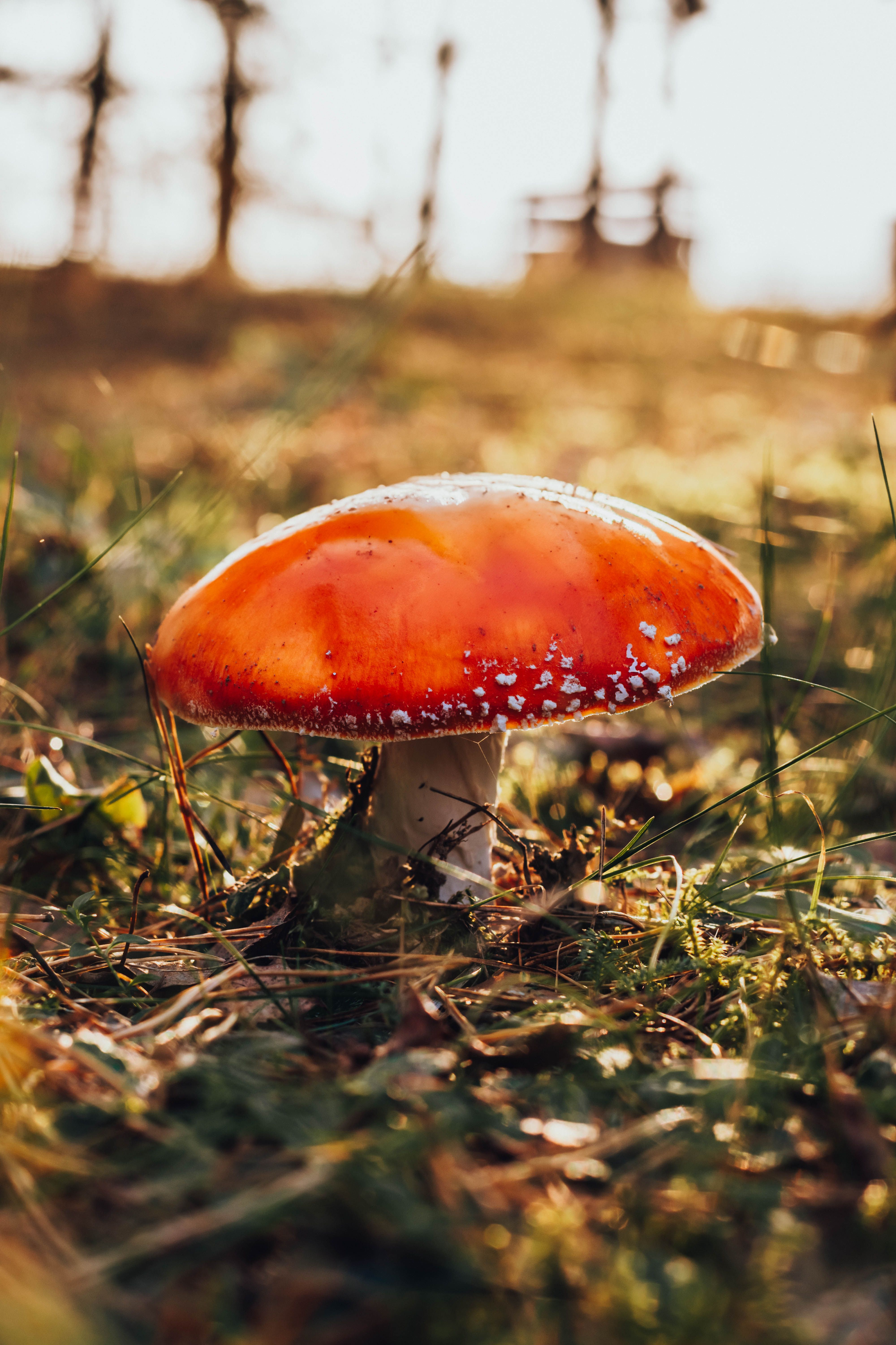 [ColoSach]-a-vibrant-red-amanita-muscaria-mushroom-in-a-natural-setting-during-daytime.