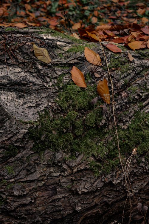 Close-Up of Fallen Log with Autumn Leaves · Free Stock Photo