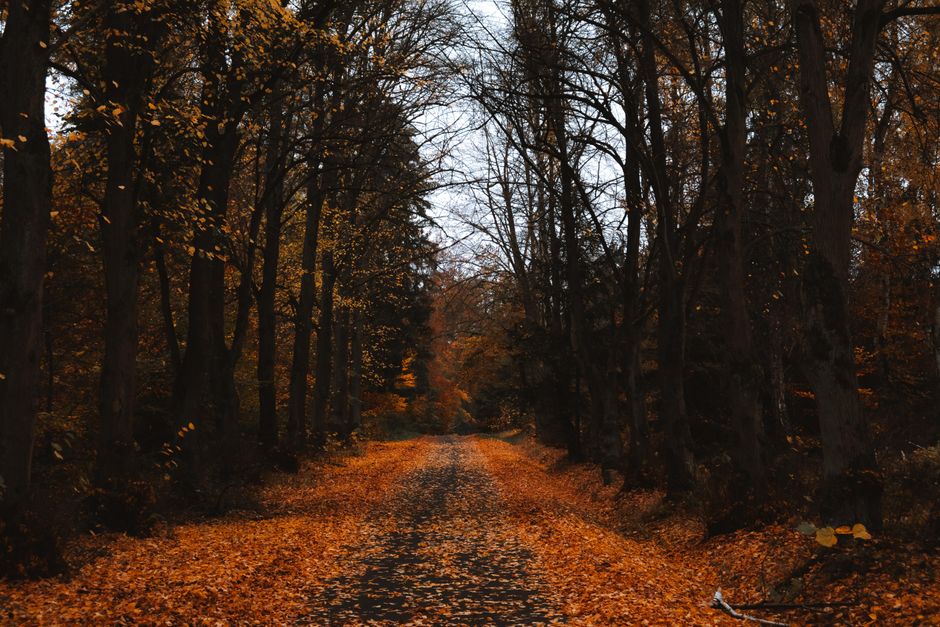Tranquil forest path with vibrant autumn leaves creating a colorful scene.