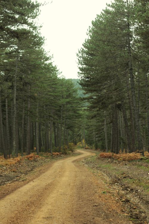 Free Peaceful autumn scene with a winding trail through dense forest in Mengen, Bolu, Türkiye Stock Photo