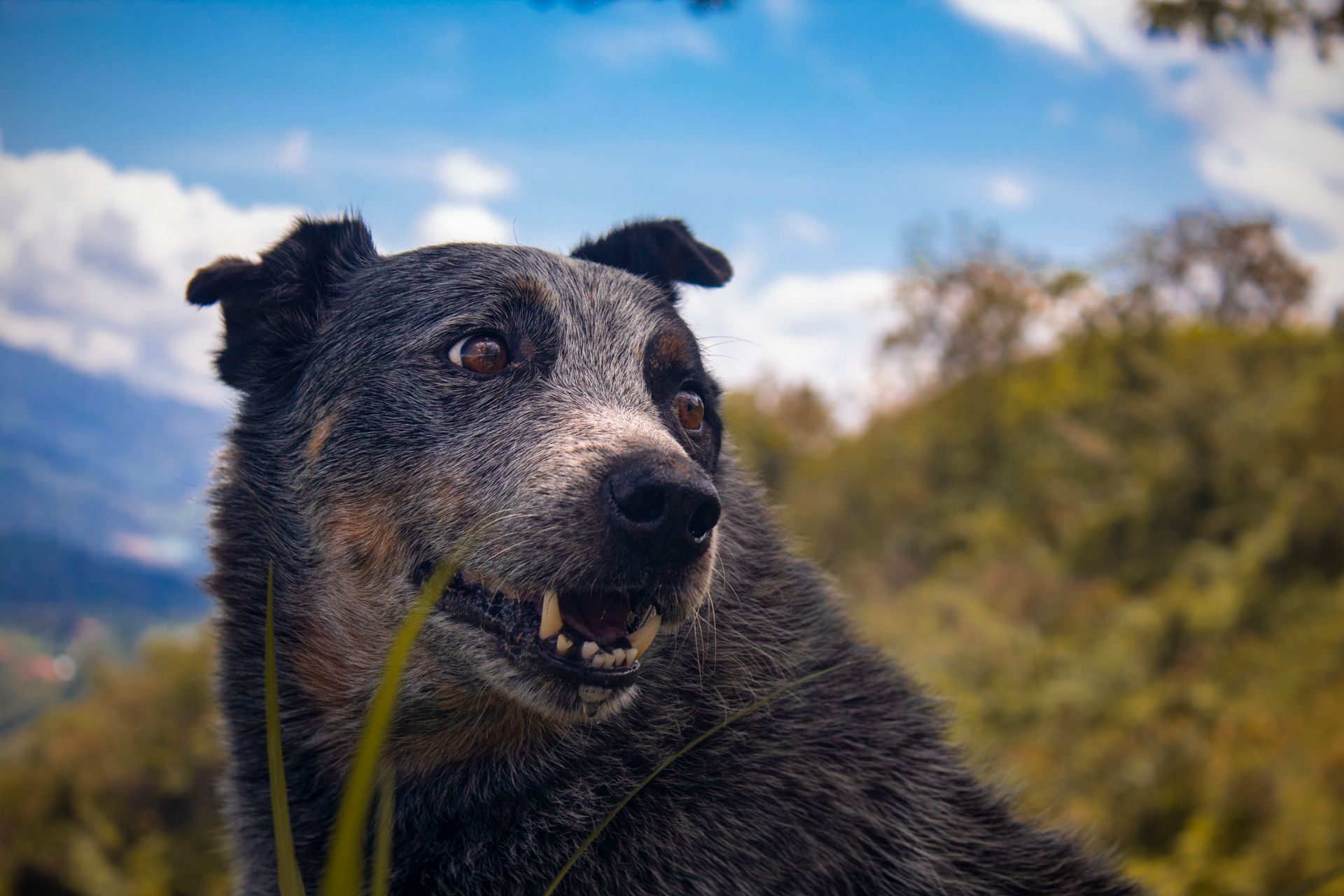 Australian Cattle Dog looking alert outdoors under a clear blue sky.