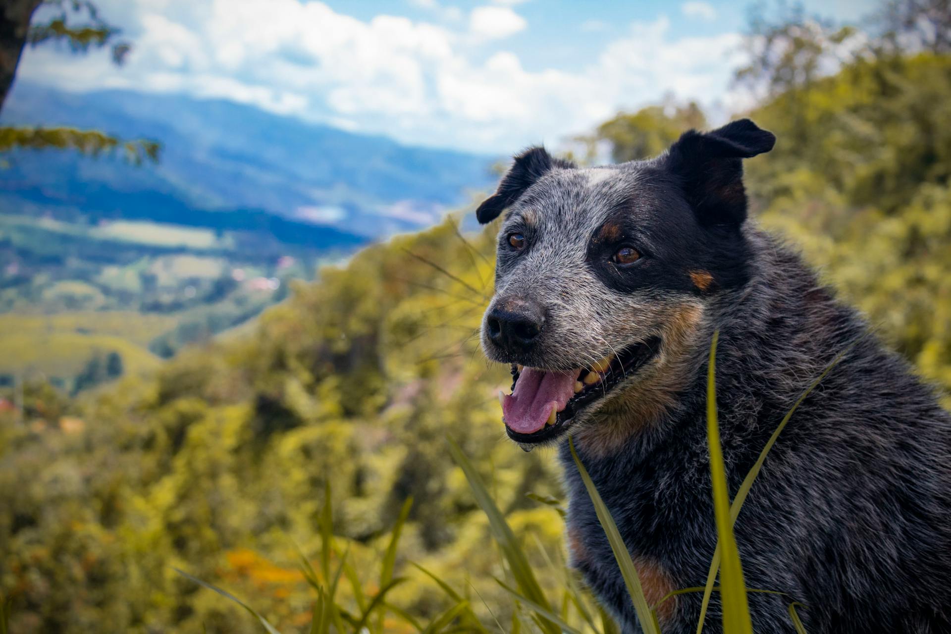 Happy Australian Cattle Dog enjoying nature in a lush mountainous landscape under a bright sky.