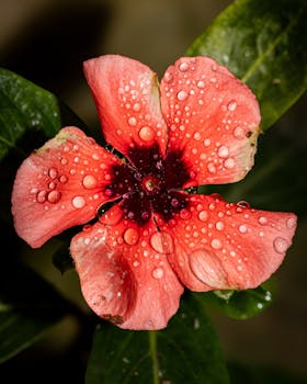 Close-up of a pink flower covered in dew drops, showcasing vibrant colors in SP, Brazil.