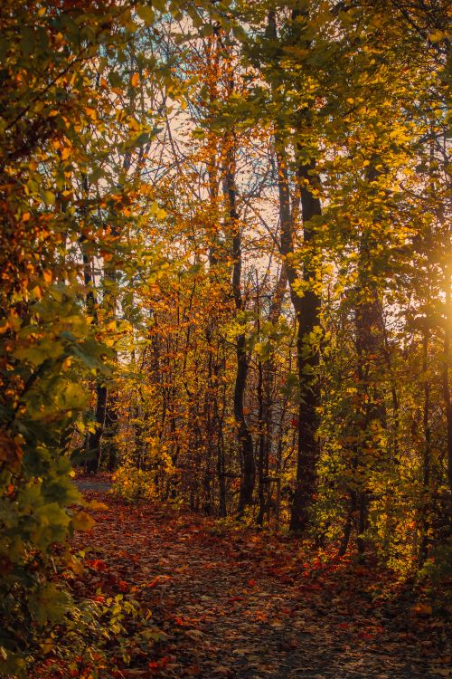 Free Sunlit autumn forest path with colorful leaves in Warsaw, Poland creating a serene atmosphere. Stock Photo