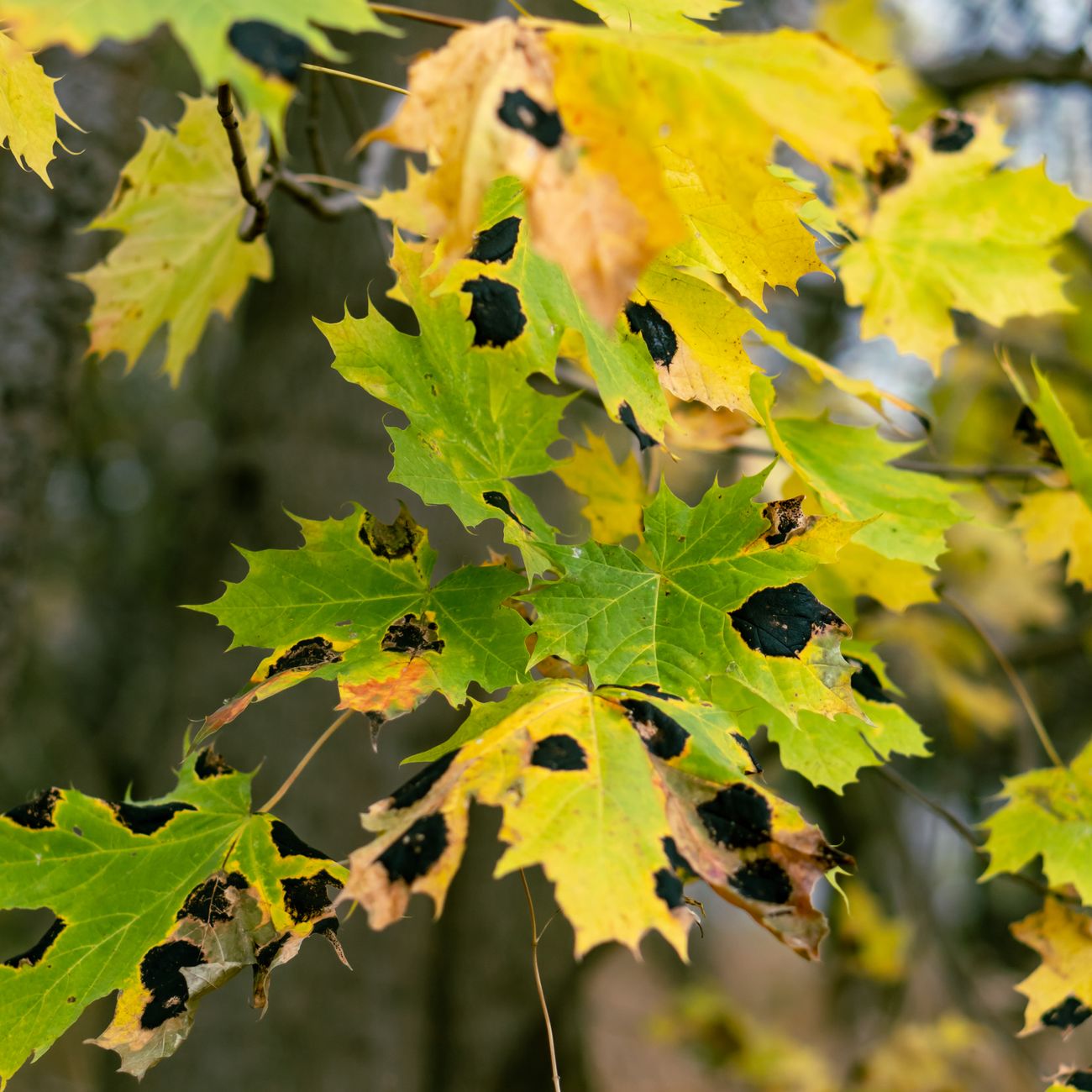 nutrient burn symptoms on plant leaves UK
