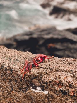 Close-up of a colorful crab on a rocky coast with ocean in the background.