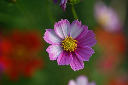 Free Stunning close-up of a pink cosmos flower with a soft green and red blurred background. Stock Photo