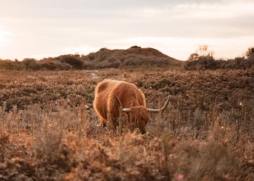 Gratis lagerfoto af bakker, dyr, græsmark