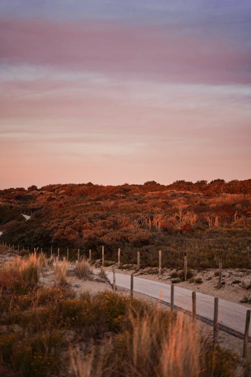 Gratis lagerfoto af buske, gylden time, Holland