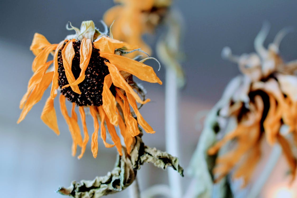 Sunflowers on Focus Photography