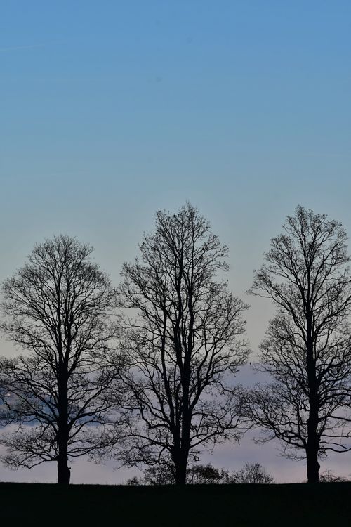 Free Three leafless trees silhouetted against a serene dusk sky. Stock Photo