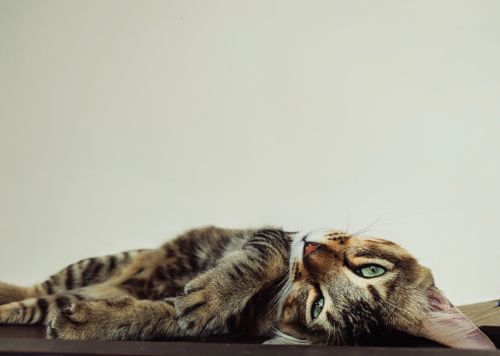 Free A charming brown tabby cat lies on its side indoors, capturing a peaceful moment. Stock Photo