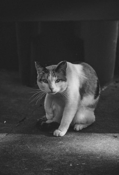 短毛猫のグレースケール写真