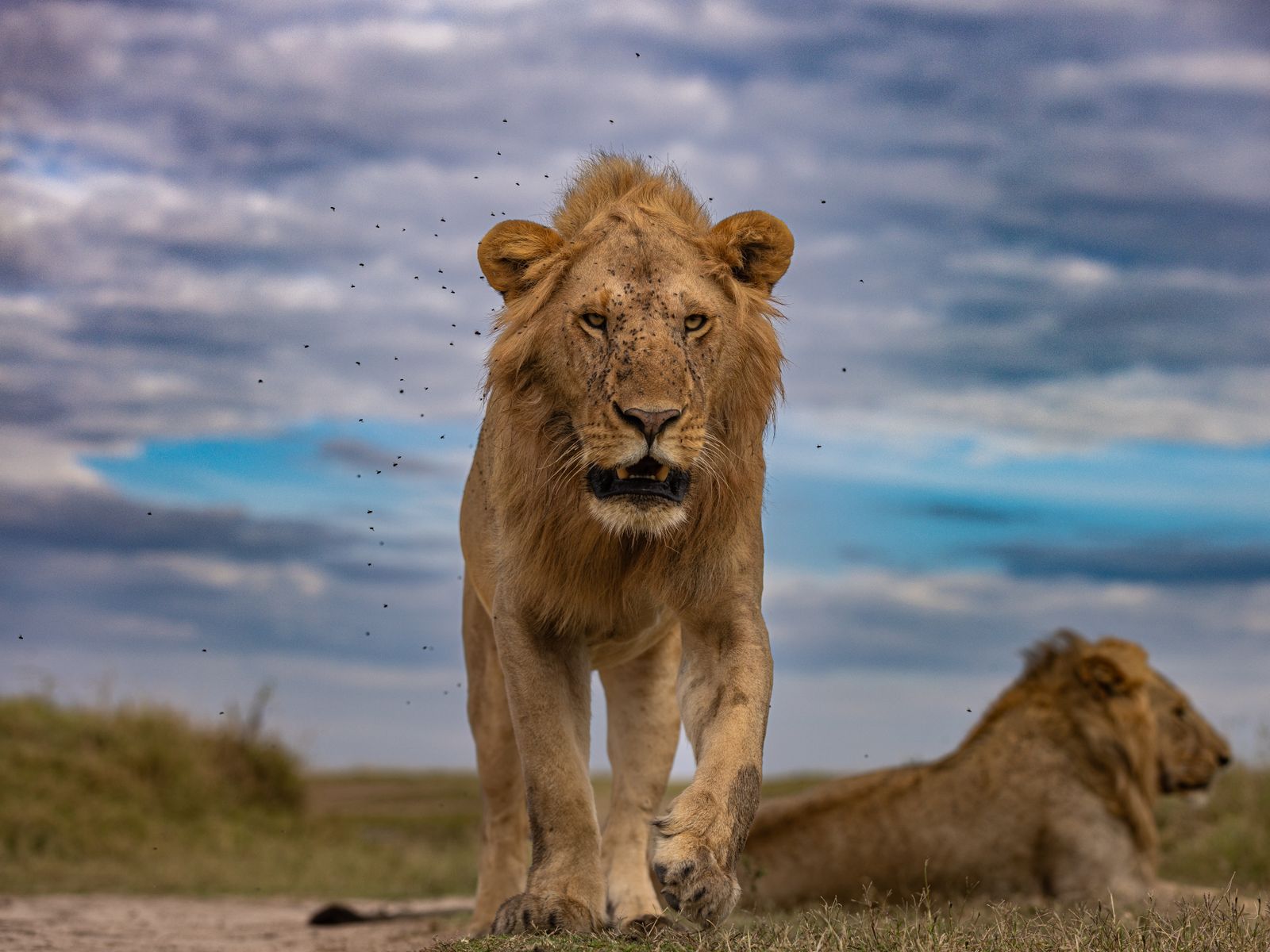 Maasai Mara lion