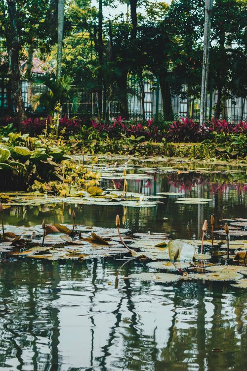 Free Tranquil lotus pond surrounded by vibrant greenery in a peaceful city park setting. Stock Photo