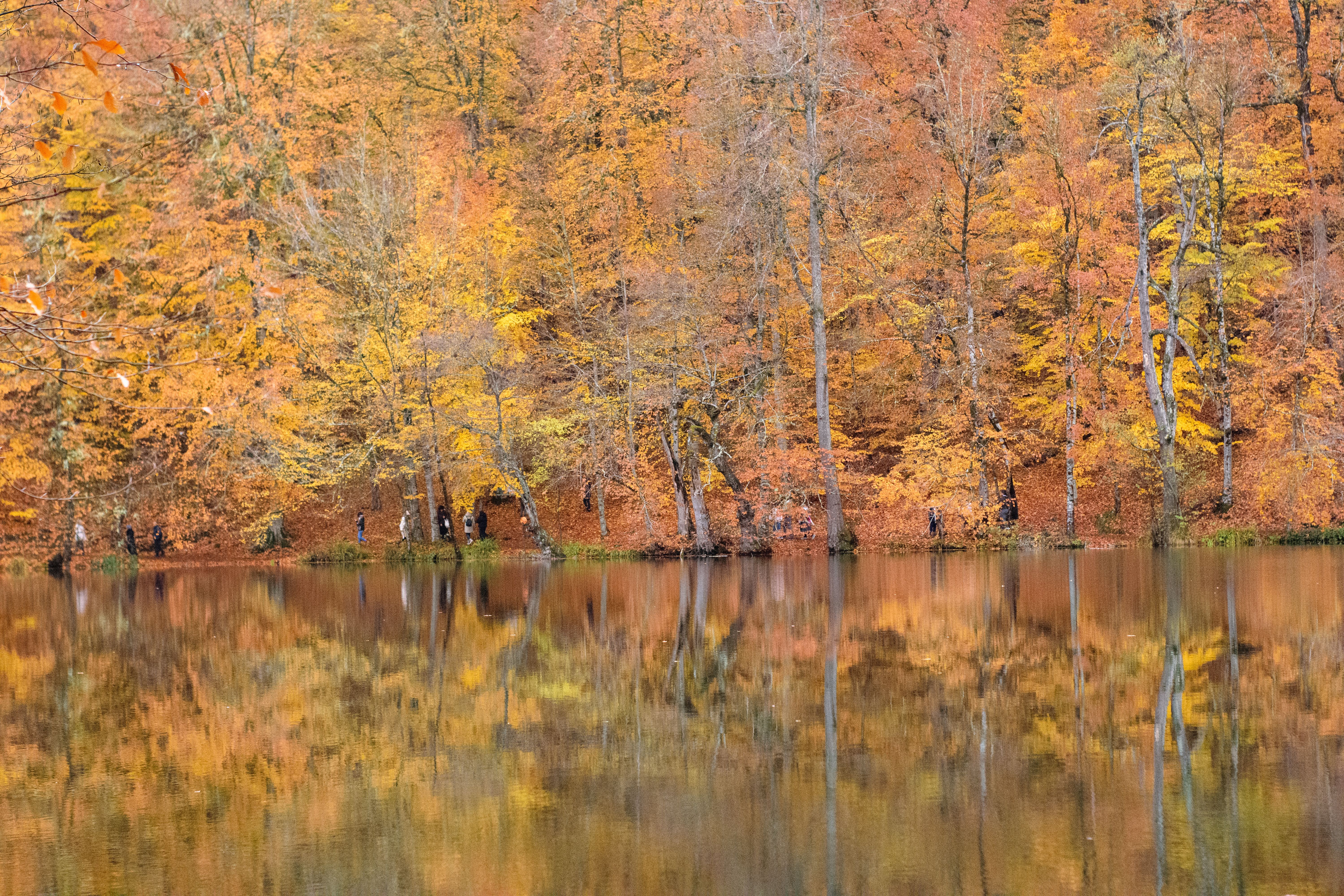 Scenic Autumn Forest Reflection in Calm Lake · Free Stock Photo