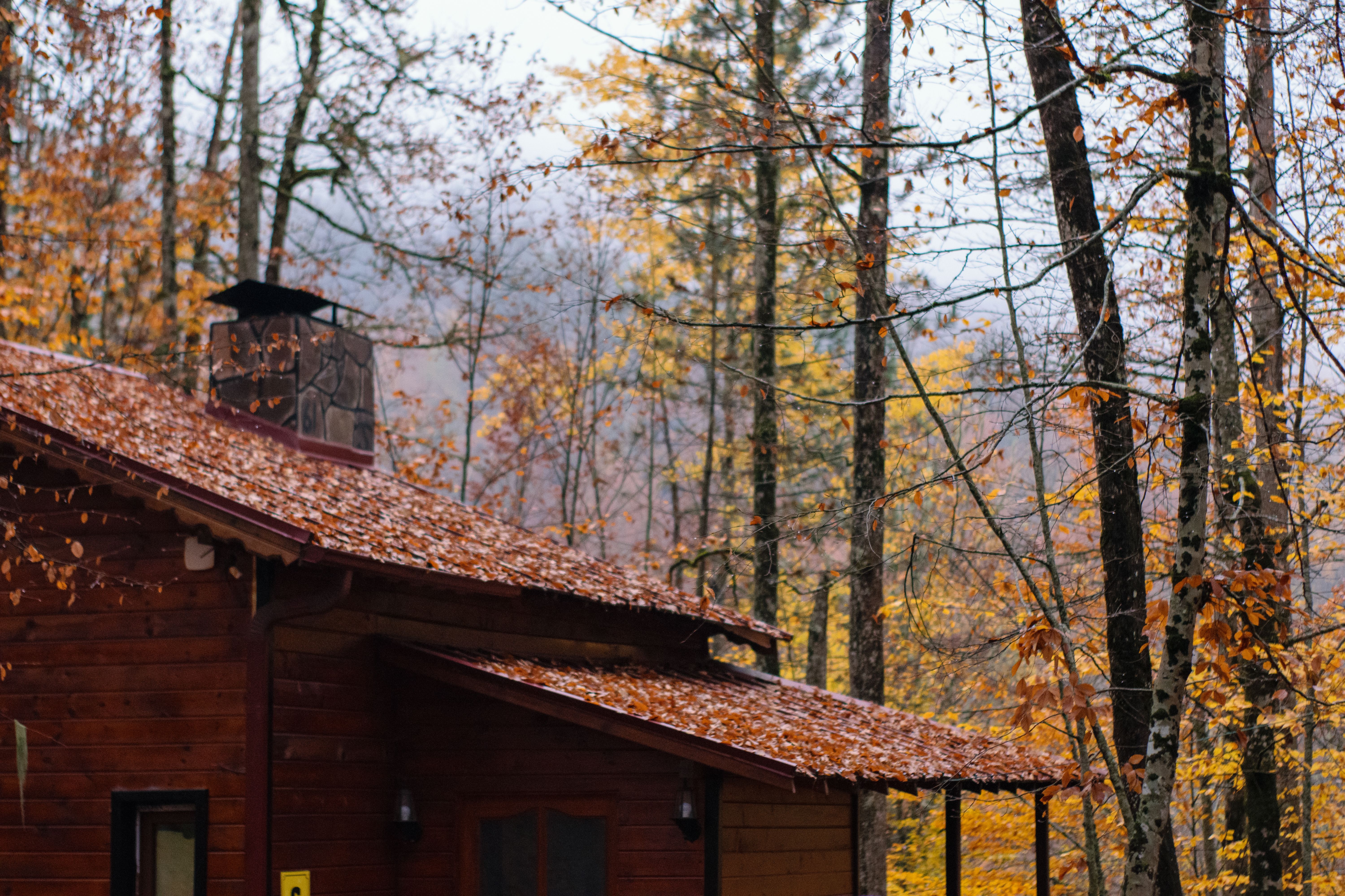 Cozy Autumn Cabin in the Woods · Free Stock Photo