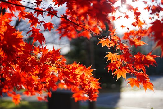 Bright red maple leaves in sunlight, capturing the essence of autumn outdoors.