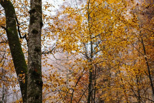 A serene autumn forest with trees adorned in vibrant yellow leaves.