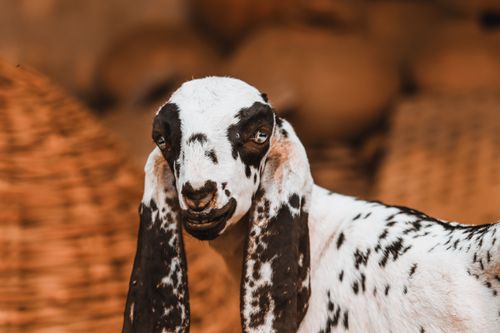 Free A detailed close-up of a spotted goat with a warm, soft background, perfect for nature-themed uses. Stock Photo