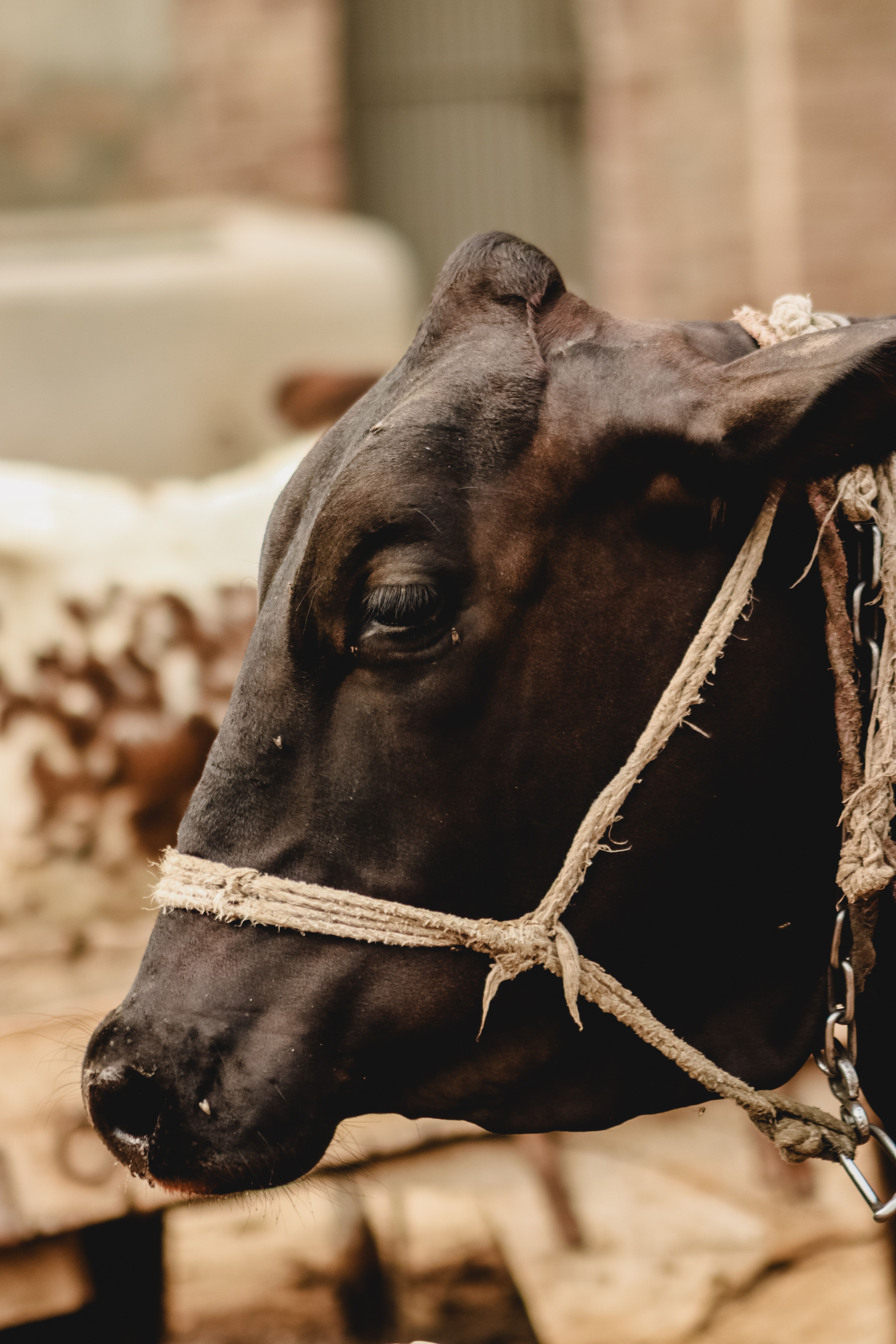 Close-up of a black cow wearing a rope harness, showcasing its earthy tones and detailed features.