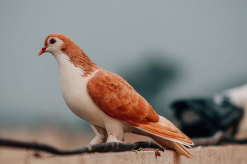 Free Beautiful brown pigeon with white feathers perched on a concrete ledge outdoors. Stock Photo