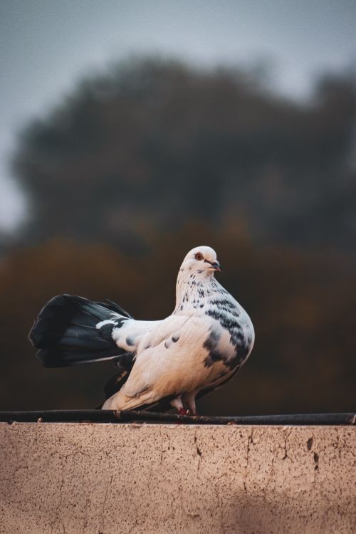 Free A beautifully patterned pigeon perched on a ledge with blurred natural background. Stock Photo