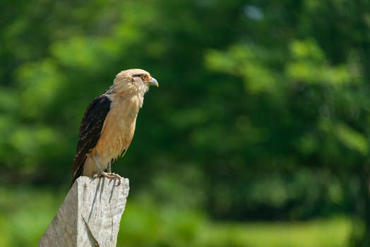 Crested caracara perched on a post in a lush green natural setting.