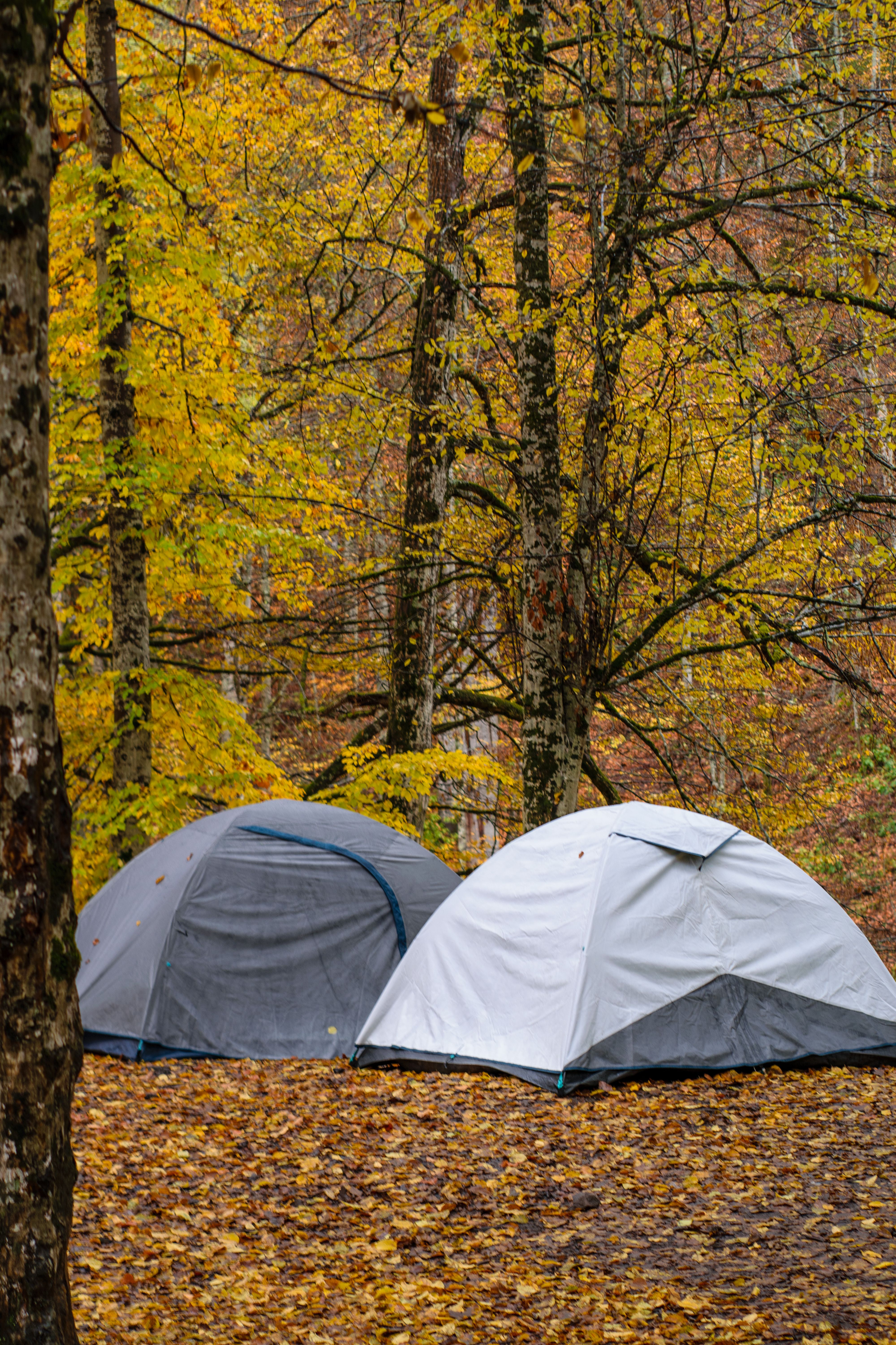 Hiking trail through autumn forest