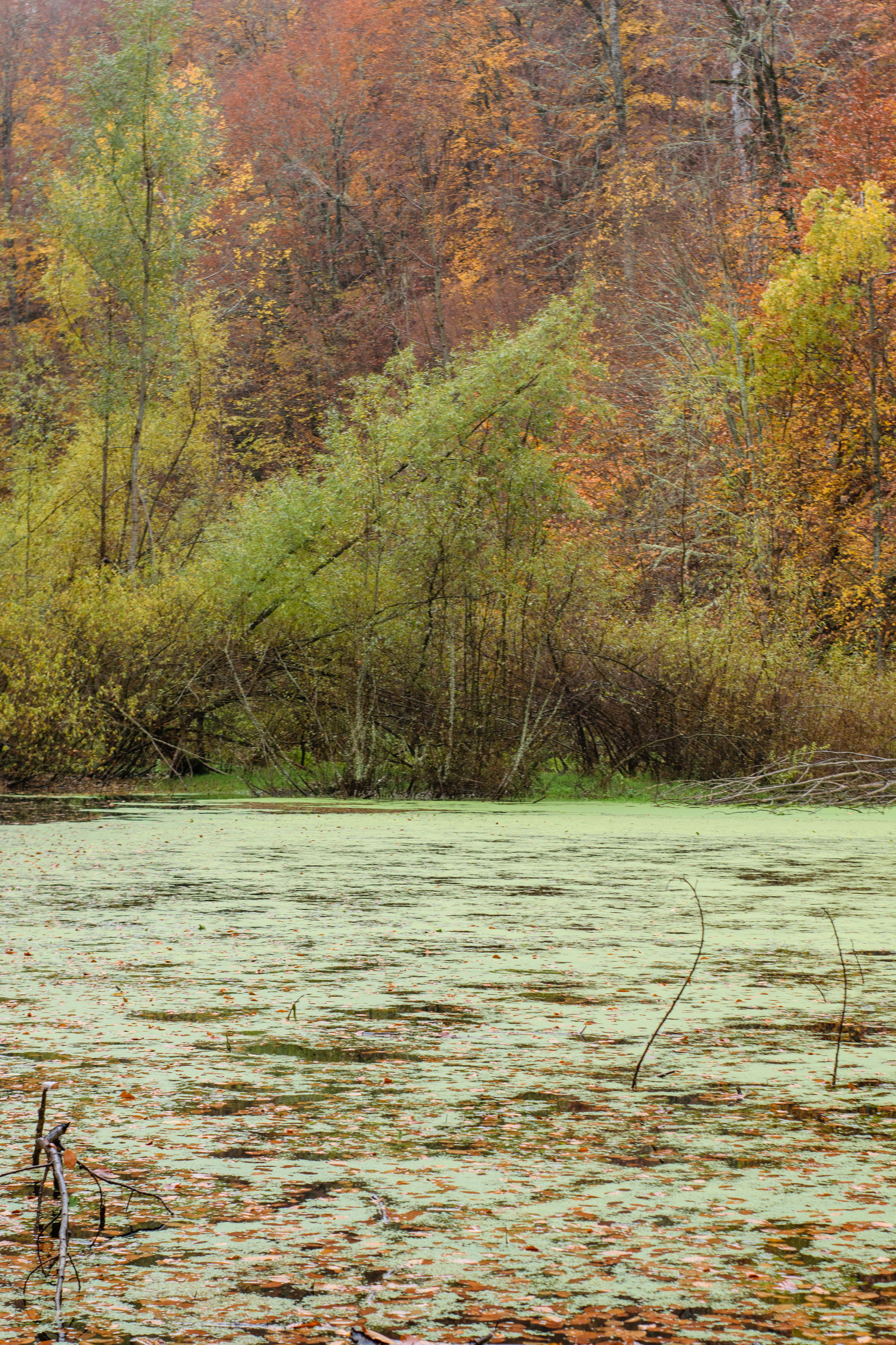 Serene Autumn Lake in a Forest Setting · Free Stock Photo