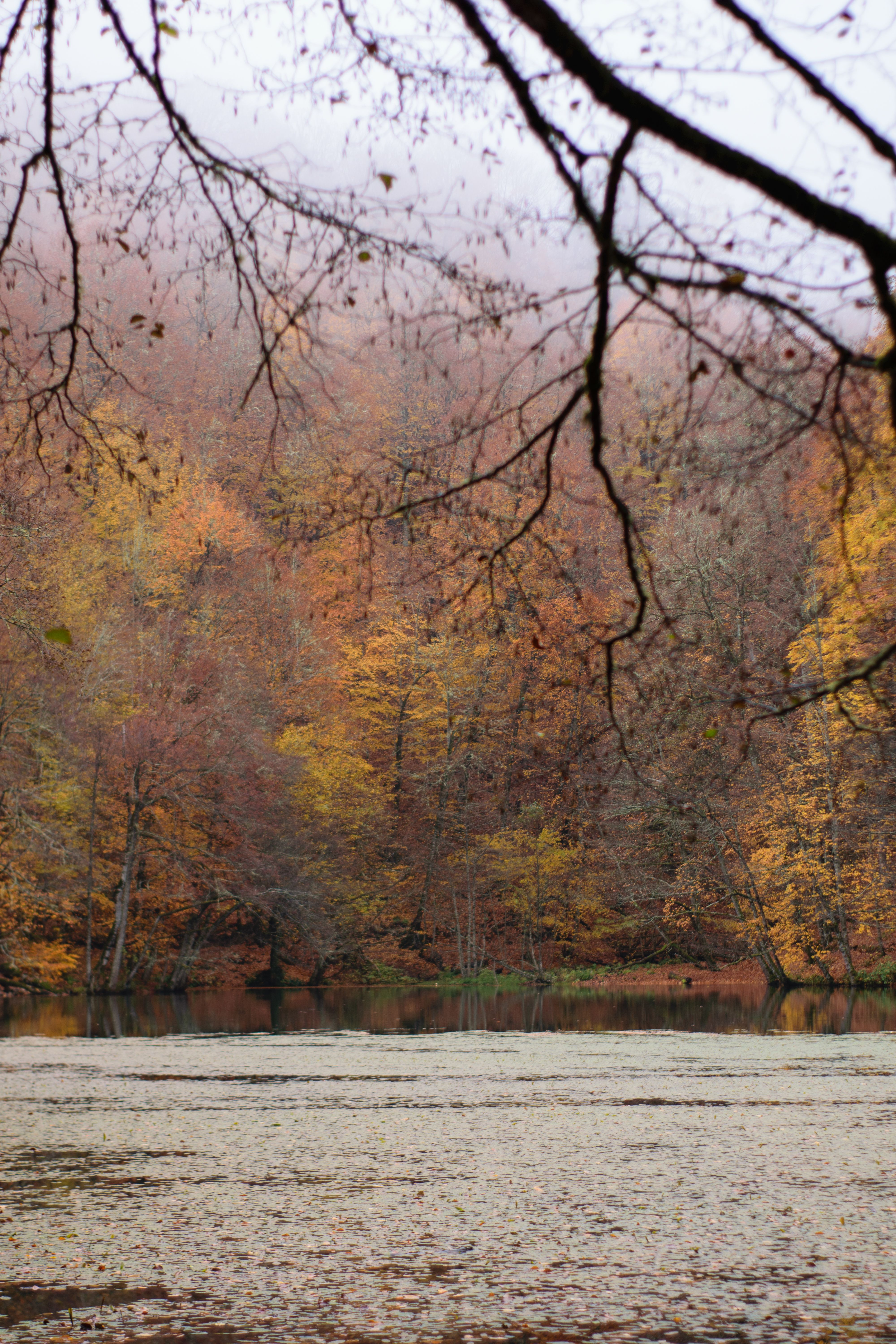 Serene Autumn Forest Lake Reflection Scene · Free Stock Photo