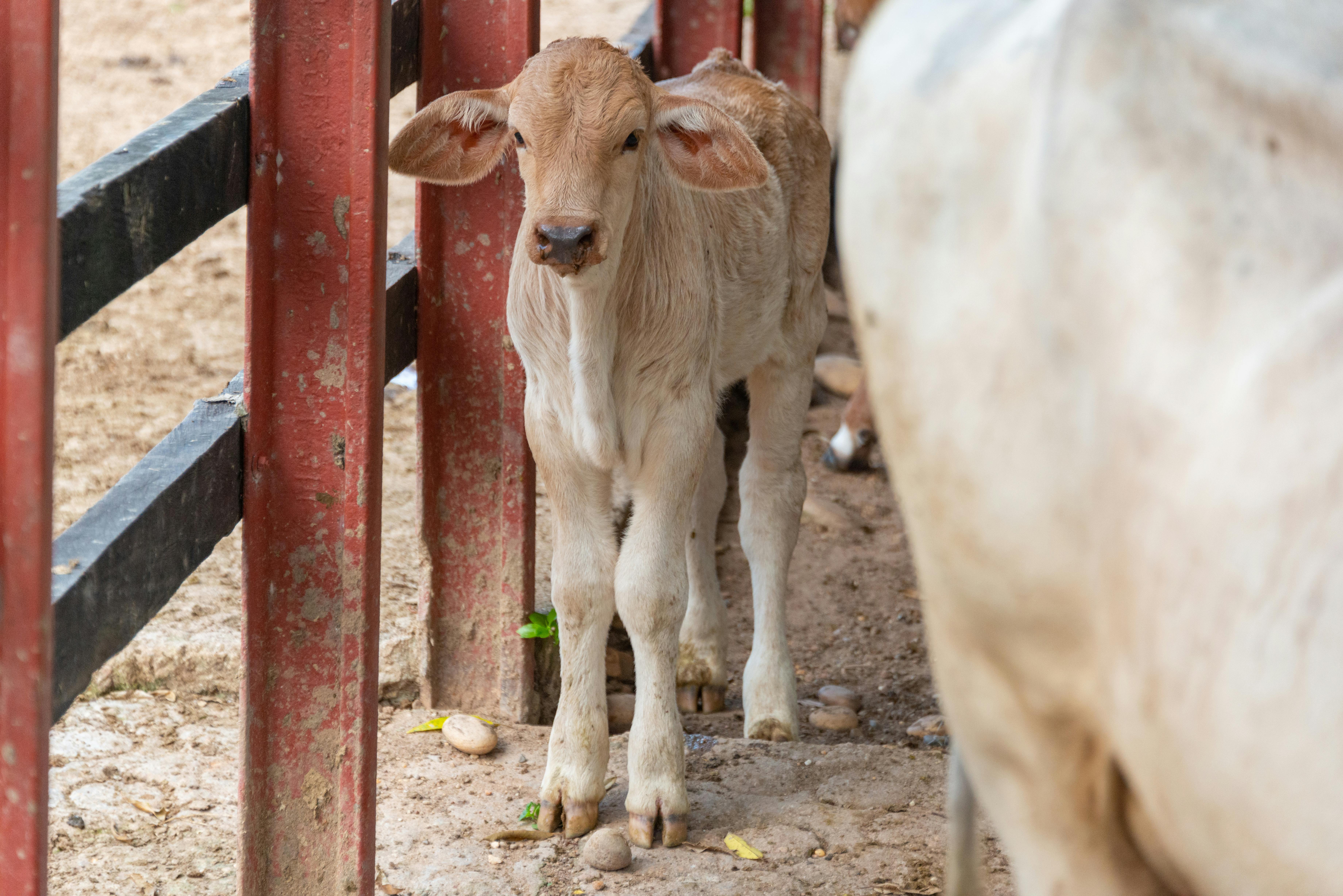 kostenloses-foto-zum-thema-bauernhof-farm-kalb